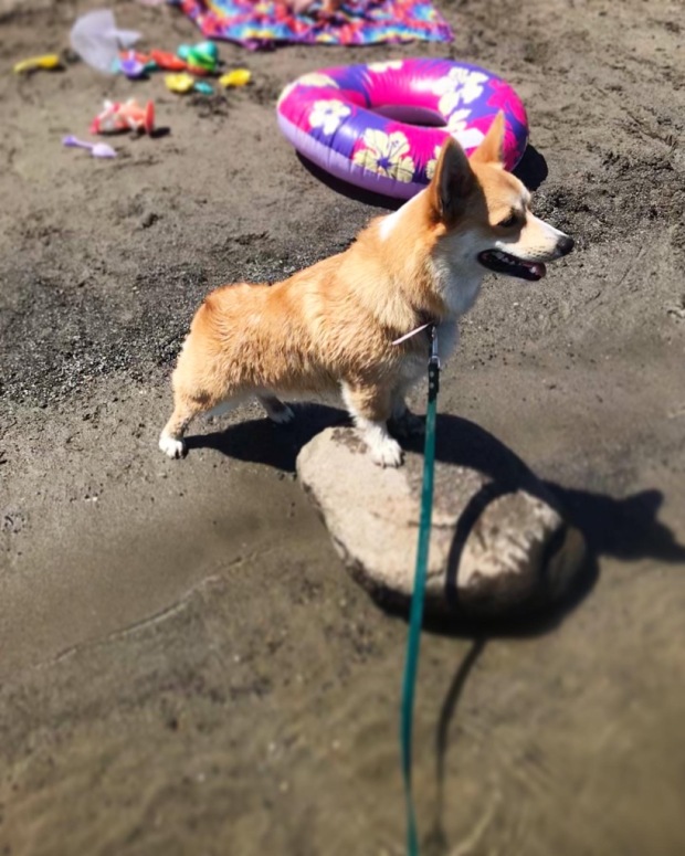 Cordelia the Pembroke Welsh corgi out for a swim and playing on the shore. 
