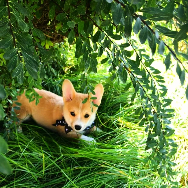 Cordelia as an adorable nine week old Pembroke Welsh corgi puppy, hiding in the bushes and looking like a baby fox. 